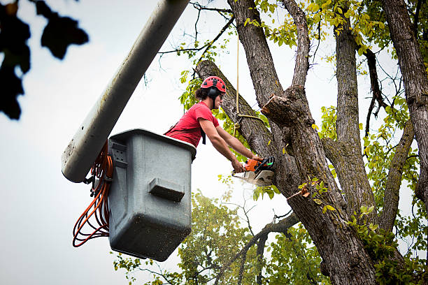 Best Tree Disease Treatment  in University Center, VA